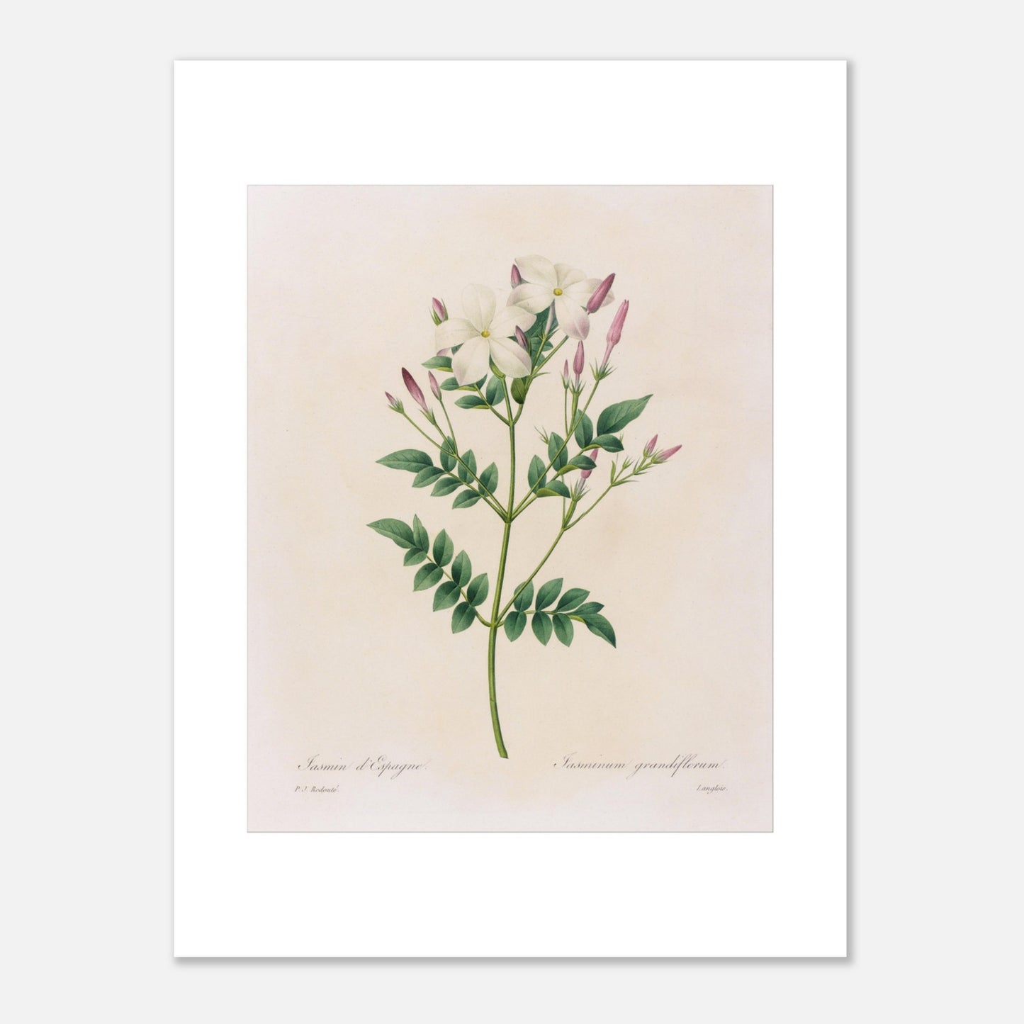Gravure botanique du Jasmin d’Espagne par Pierre-Joseph Redouté (30x40 cm). Planche botanique par Pierre-Joseph Redouté représentant du jasmin d'Espagne (Jasminum grandiflorum) avec des fleurs blanches et des boutons roses sur fond crème.