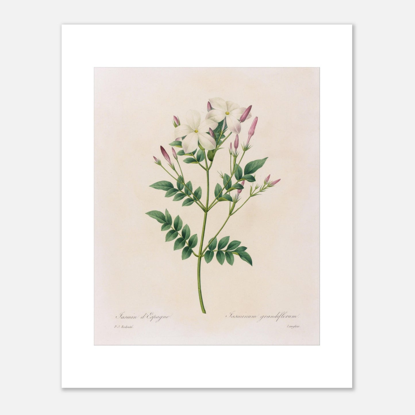 Gravure botanique du Jasmin d’Espagne par Pierre-Joseph Redouté (40x50 cm). Planche botanique par Pierre-Joseph Redouté représentant du jasmin d'Espagne (Jasminum grandiflorum) avec des fleurs blanches et des boutons roses sur fond crème.