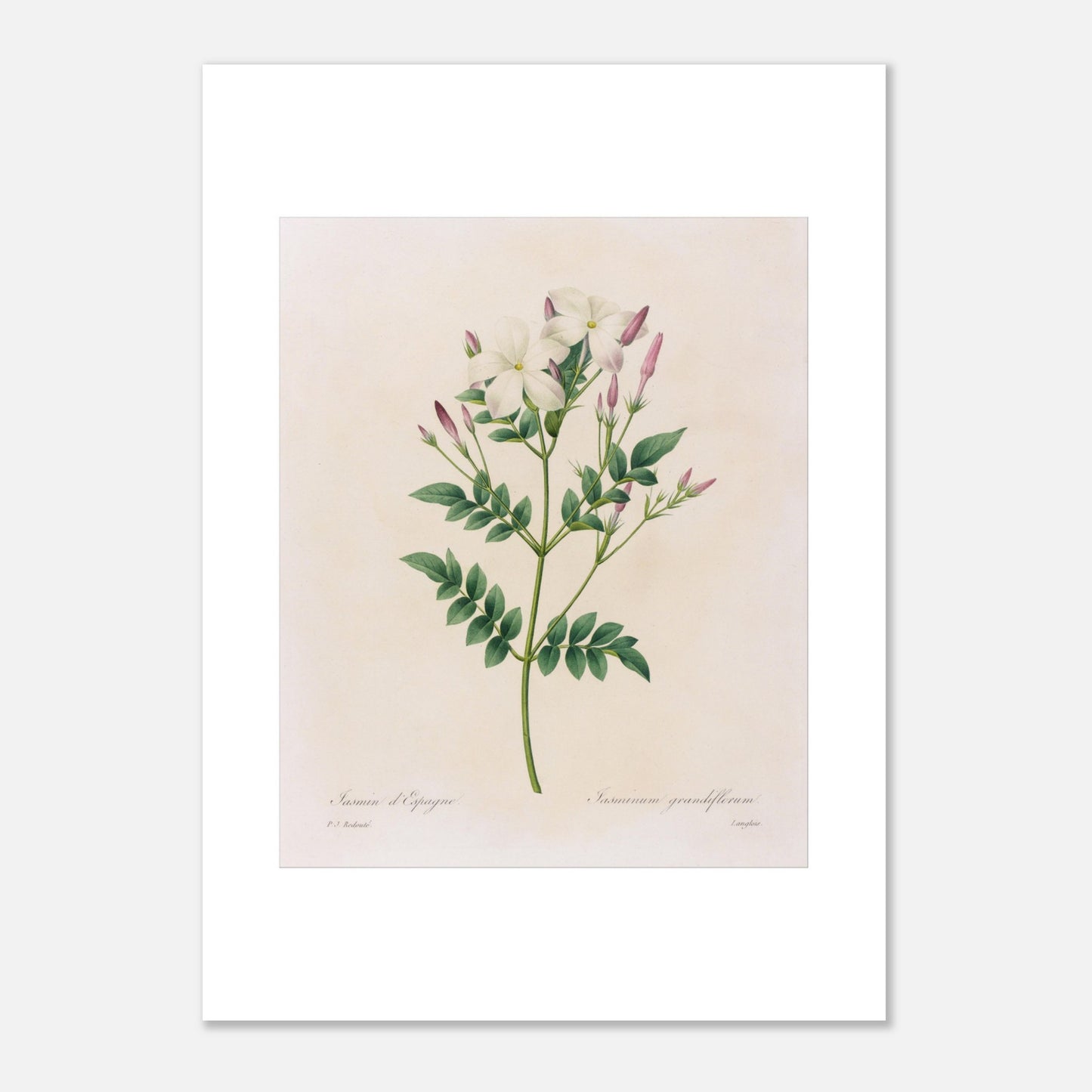 Gravure botanique du Jasmin d’Espagne par Pierre-Joseph Redouté (50x70 cm). Planche botanique par Pierre-Joseph Redouté représentant du jasmin d'Espagne (Jasminum grandiflorum) avec des fleurs blanches et des boutons roses sur fond crème.