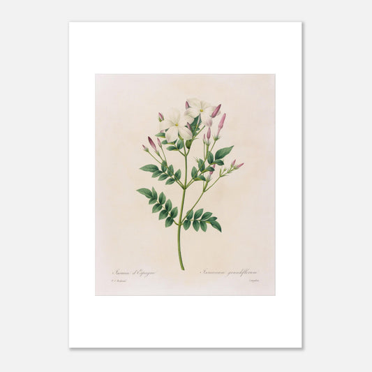 Gravure botanique du Jasmin d’Espagne par Pierre-Joseph Redouté (50x70 cm). Planche botanique par Pierre-Joseph Redouté représentant du jasmin d'Espagne (Jasminum grandiflorum) avec des fleurs blanches et des boutons roses sur fond crème.
