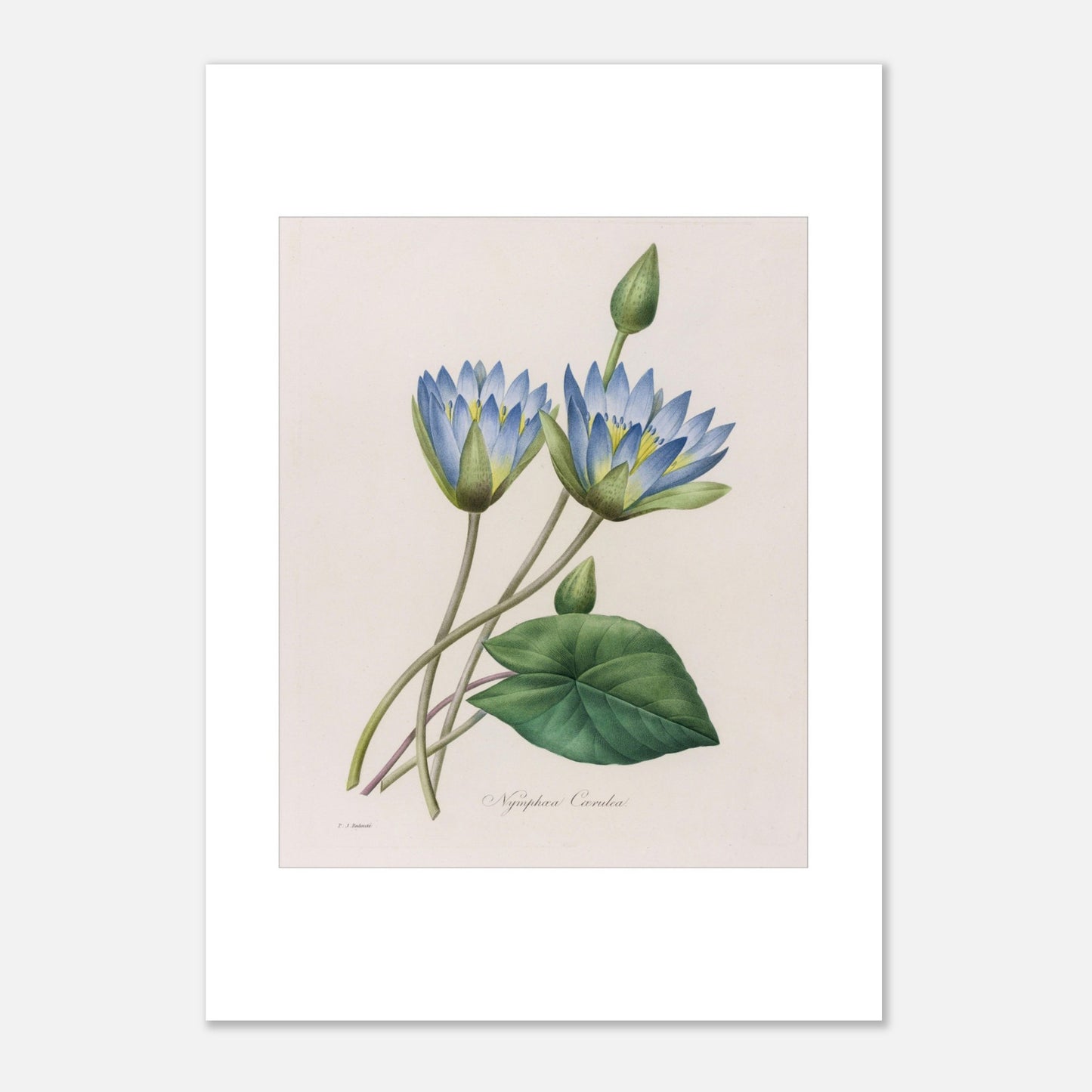 Gravure botanique Nymphaea Caerulea par Pierre-Joseph Redouté (1827) (29,7x42 cm (A3)). Planche botanique ancienne par Pierre-Joseph Redouté représentant deux fleurs de nénuphar bleu clair, un bourgeon et une feuille.