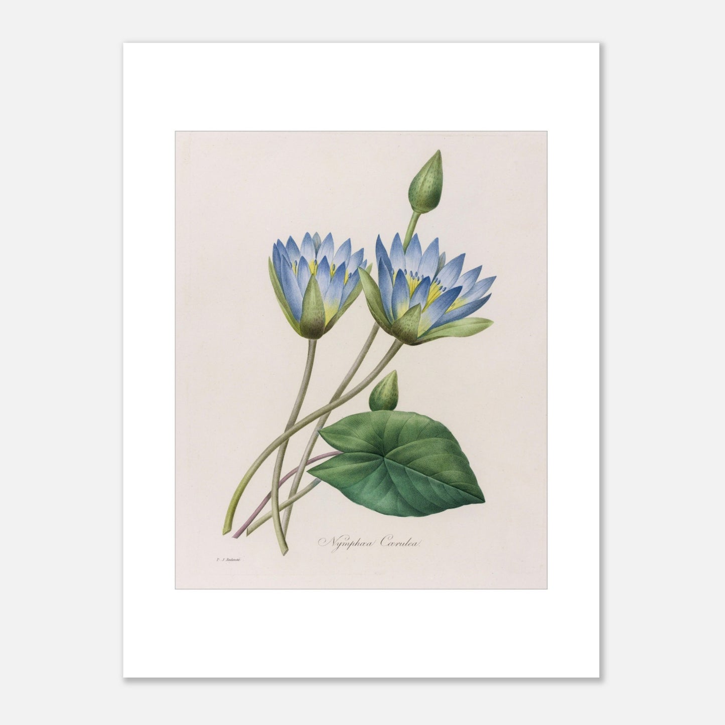 Gravure botanique Nymphaea Caerulea par Pierre-Joseph Redouté (1827) (30x40 cm). Planche botanique ancienne par Pierre-Joseph Redouté représentant deux fleurs de nénuphar bleu clair, un bourgeon et une feuille.