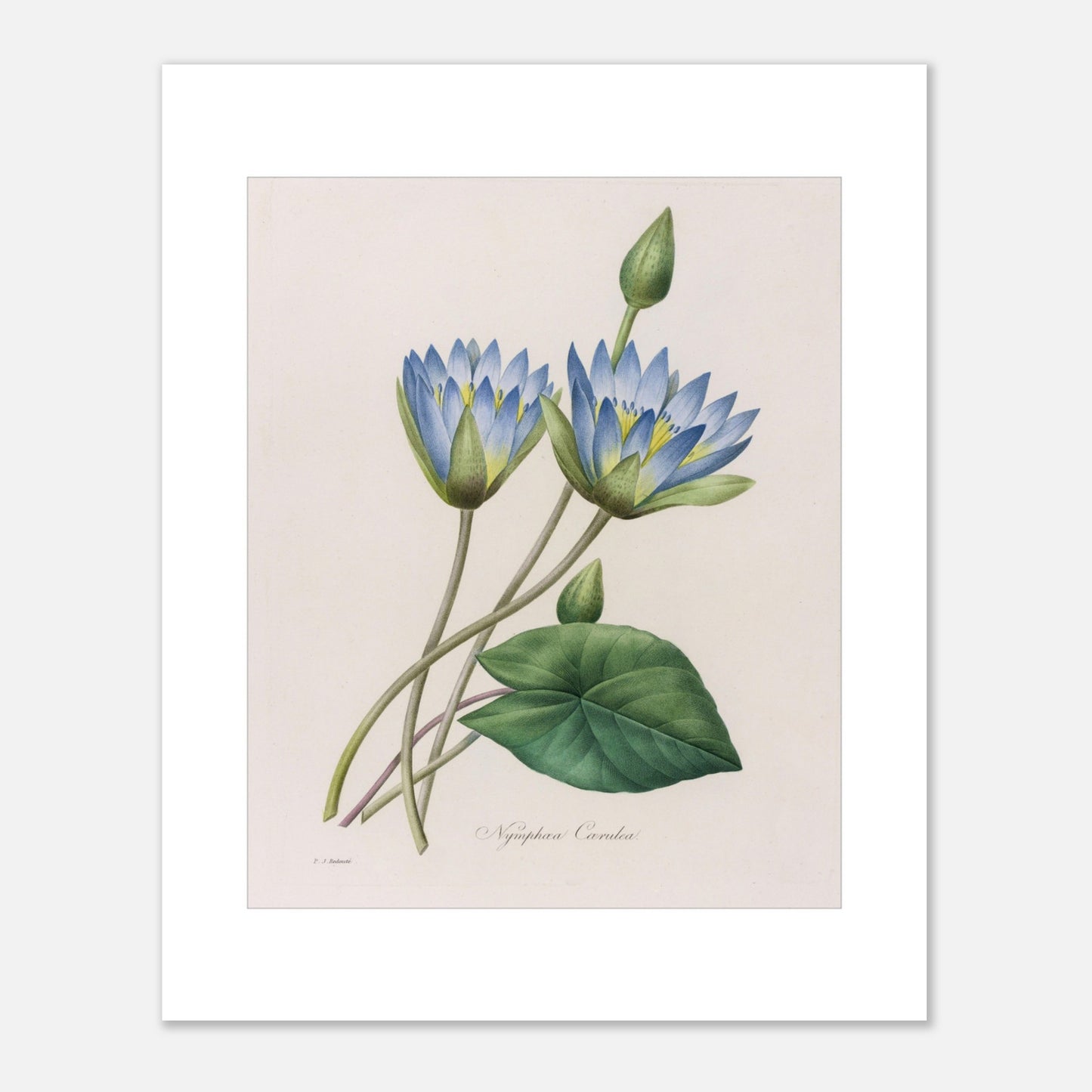 Gravure botanique Nymphaea Caerulea par Pierre-Joseph Redouté (1827) (40x50 cm). Planche botanique ancienne par Pierre-Joseph Redouté représentant deux fleurs de nénuphar bleu clair, un bourgeon et une feuille.
