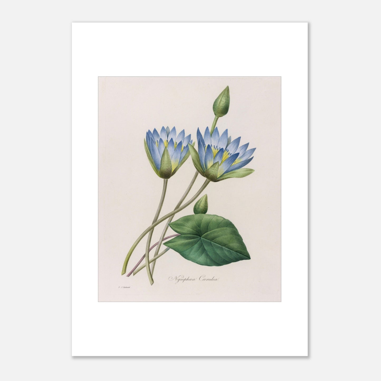 Gravure botanique Nymphaea Caerulea par Pierre-Joseph Redouté (1827) (42x59,4 cm (A2)). Planche botanique ancienne par Pierre-Joseph Redouté représentant deux fleurs de nénuphar bleu clair, un bourgeon et une feuille.