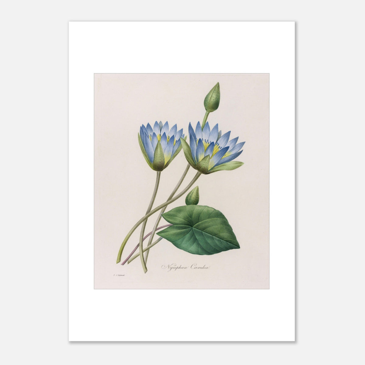 Incisione botanica Nymphaea Caerulea di Pierre-Joseph Redouté (1827) (42x59,4 cm (A2)). Antica tavola botanica di Pierre-Joseph Redouté raffigurante due fiori di ninfea azzurri, un bocciolo e una foglia.