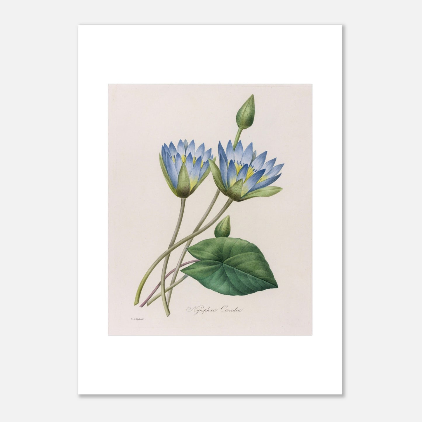 Gravure botanique Nymphaea Caerulea par Pierre-Joseph Redouté (1827) (50x70 cm). Planche botanique ancienne par Pierre-Joseph Redouté représentant deux fleurs de nénuphar bleu clair, un bourgeon et une feuille.