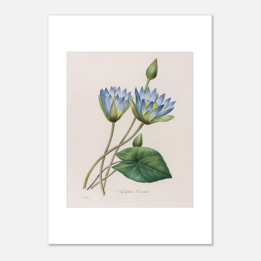 Gravure botanique Nymphaea Caerulea par Pierre-Joseph Redouté (1827) (50x70 cm). Planche botanique ancienne par Pierre-Joseph Redouté représentant deux fleurs de nénuphar bleu clair, un bourgeon et une feuille.