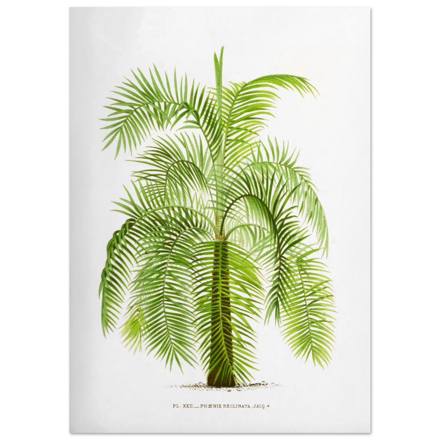 Gravure botanique ancienne du palmier Phoenix Reclinata (29,7x42 cm (A3)). Illustration botanique ancienne du palmier Phoenix Reclinata aux longues feuilles vertes retombantes.