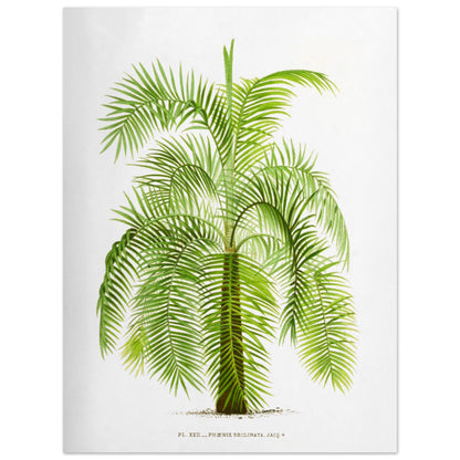 Gravure botanique ancienne du palmier Phoenix Reclinata (30x40 cm). Illustration botanique ancienne du palmier Phoenix Reclinata aux longues feuilles vertes retombantes.