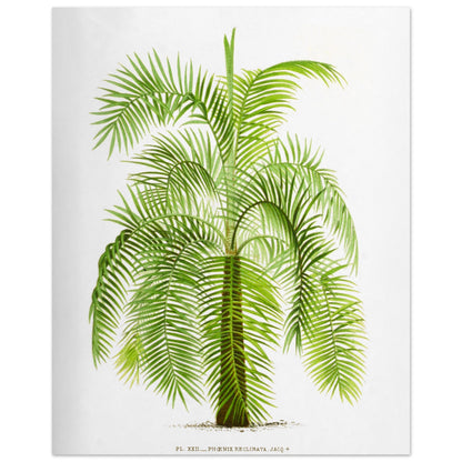 Gravure botanique ancienne du palmier Phoenix Reclinata (40x50 cm). Illustration botanique ancienne du palmier Phoenix Reclinata aux longues feuilles vertes retombantes.