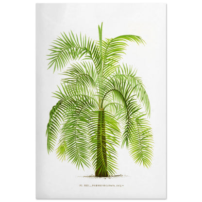 Gravure botanique ancienne du palmier Phoenix Reclinata (60x90 cm). Illustration botanique ancienne du palmier Phoenix Reclinata aux longues feuilles vertes retombantes.