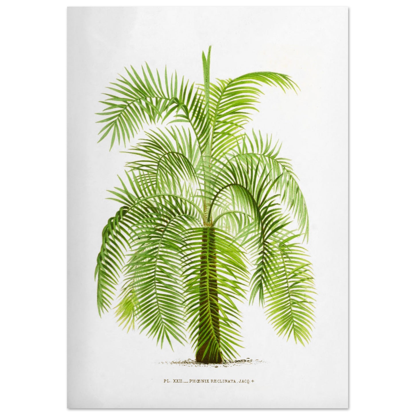 Gravure botanique ancienne du palmier Phoenix Reclinata (70x100 cm). Illustration botanique ancienne du palmier Phoenix Reclinata aux longues feuilles vertes retombantes.