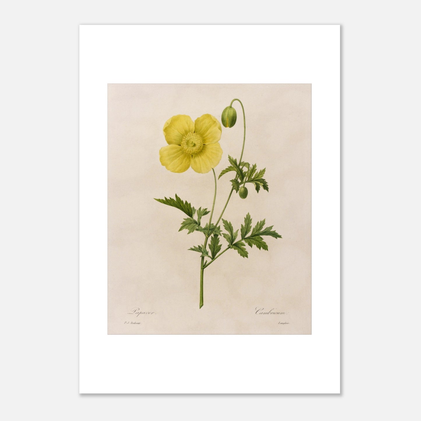 Gravure ancienne Papaver Cambricum (Pavot du Pays de Galles) par Redouté (29,7x42 cm (A3)). Planche botanique ancienne par Pierre-Joseph Redouté, représentant une fleur de pavot jaune avec un bouton et des feuilles vertes.