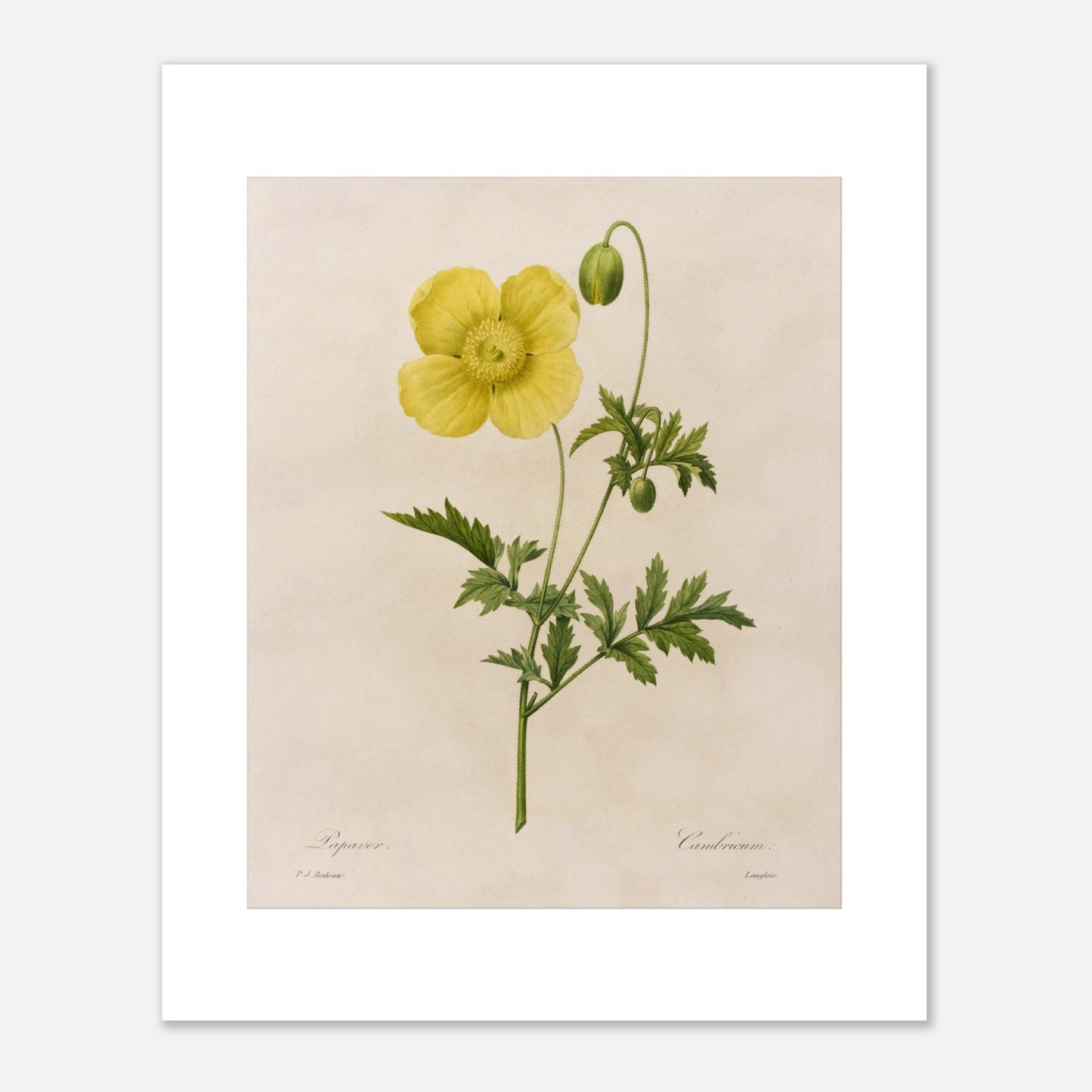 Gravure ancienne Papaver Cambricum (Pavot du Pays de Galles) par Redouté (40x50 cm). Planche botanique ancienne par Pierre-Joseph Redouté, représentant une fleur de pavot jaune avec un bouton et des feuilles vertes.
