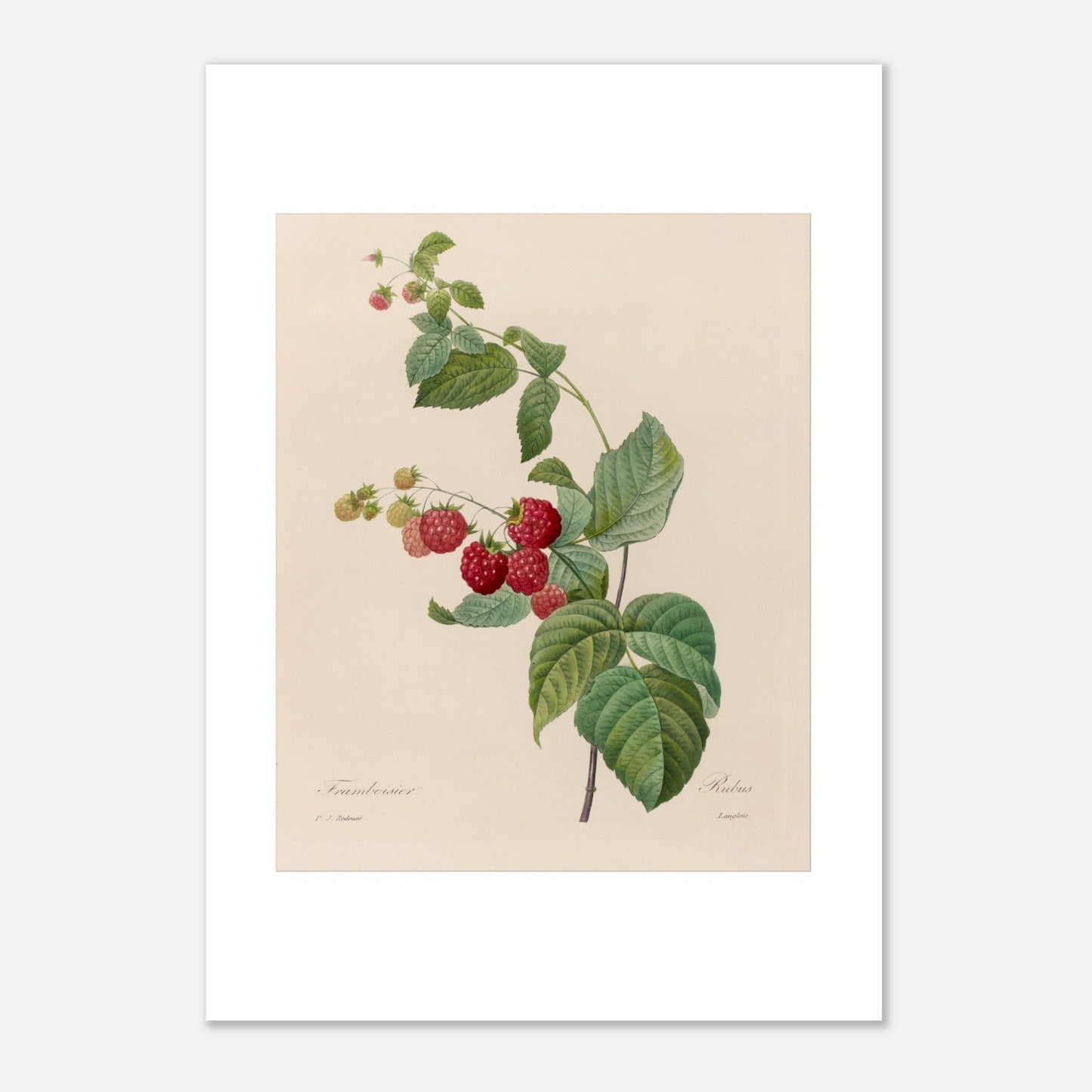 Planche botanique du Framboisier (Rubus idaeus) par Pierre-Joseph Redouté (21x29,7 cm (A4)). Gravure botanique de Pierre-Joseph Redouté montrant un framboisier avec des fruits rouges et des feuilles vertes.