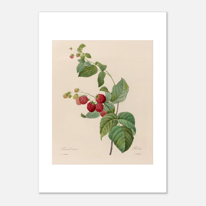Planche botanique du Framboisier (Rubus idaeus) par Pierre-Joseph Redouté (21x29,7 cm (A4)). Gravure botanique de Pierre-Joseph Redouté montrant un framboisier avec des fruits rouges et des feuilles vertes.