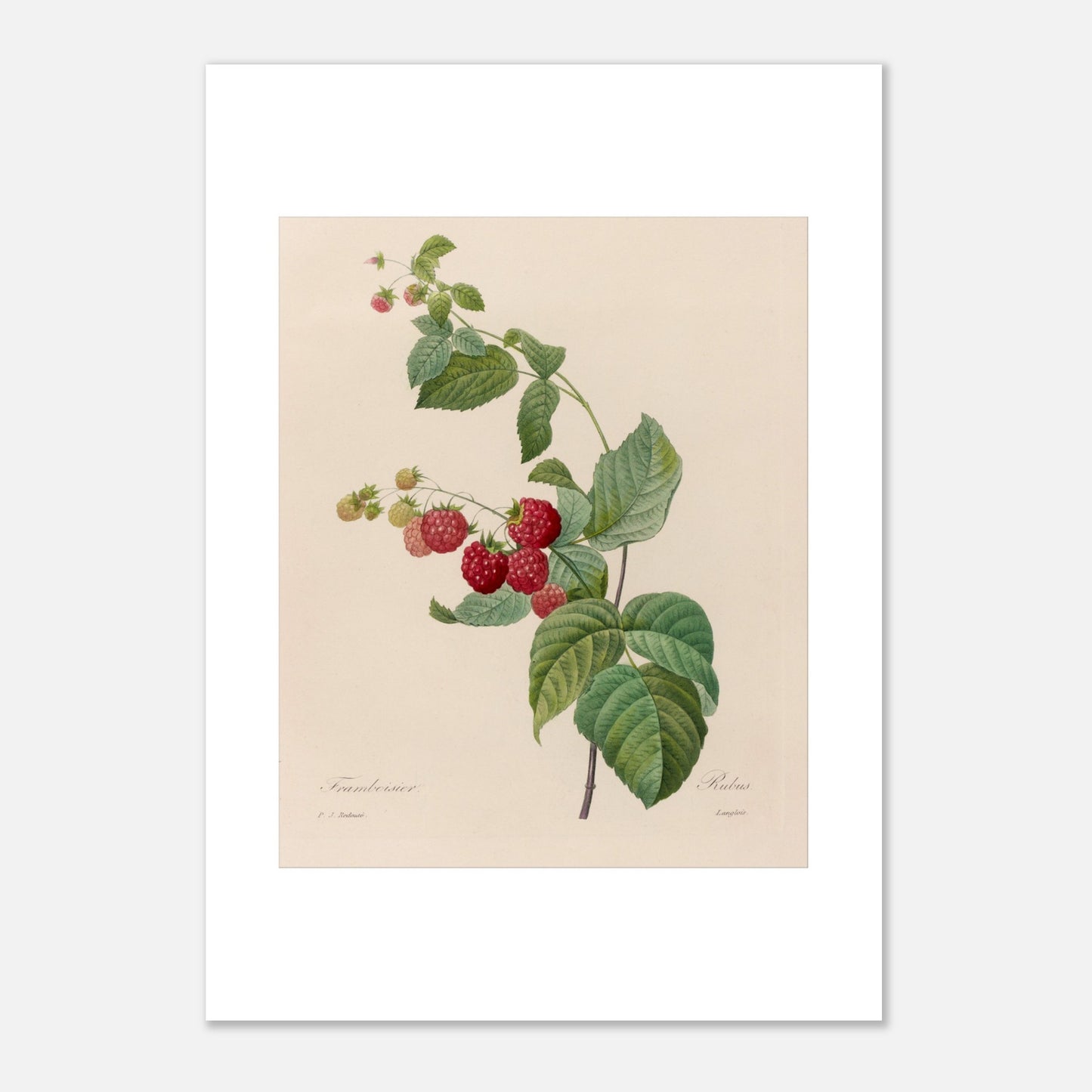 Planche botanique du Framboisier (Rubus idaeus) par Pierre-Joseph Redouté (29,7x42 cm (A3)). Gravure botanique de Pierre-Joseph Redouté montrant un framboisier avec des fruits rouges et des feuilles vertes.