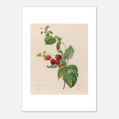 Planche botanique du Framboisier (Rubus idaeus) par Pierre-Joseph Redouté (29,7x42 cm (A3)). Gravure botanique de Pierre-Joseph Redouté montrant un framboisier avec des fruits rouges et des feuilles vertes.