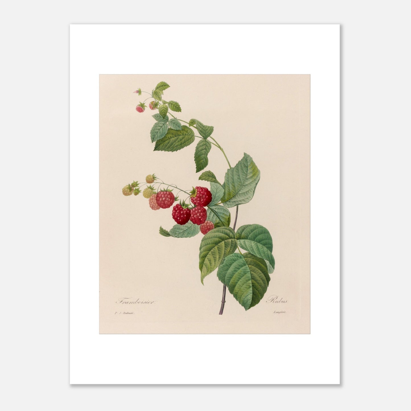 Planche botanique du Framboisier (Rubus idaeus) par Pierre-Joseph Redouté (30x40 cm). Gravure botanique de Pierre-Joseph Redouté montrant un framboisier avec des fruits rouges et des feuilles vertes.