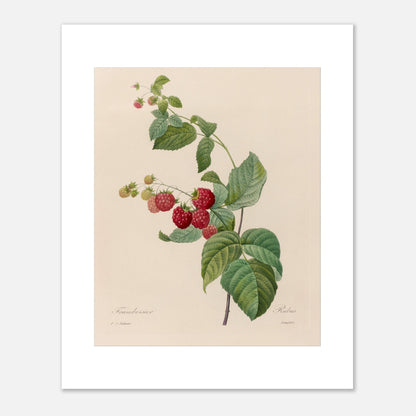 Planche botanique du Framboisier (Rubus idaeus) par Pierre-Joseph Redouté (40x50 cm). Gravure botanique de Pierre-Joseph Redouté montrant un framboisier avec des fruits rouges et des feuilles vertes.