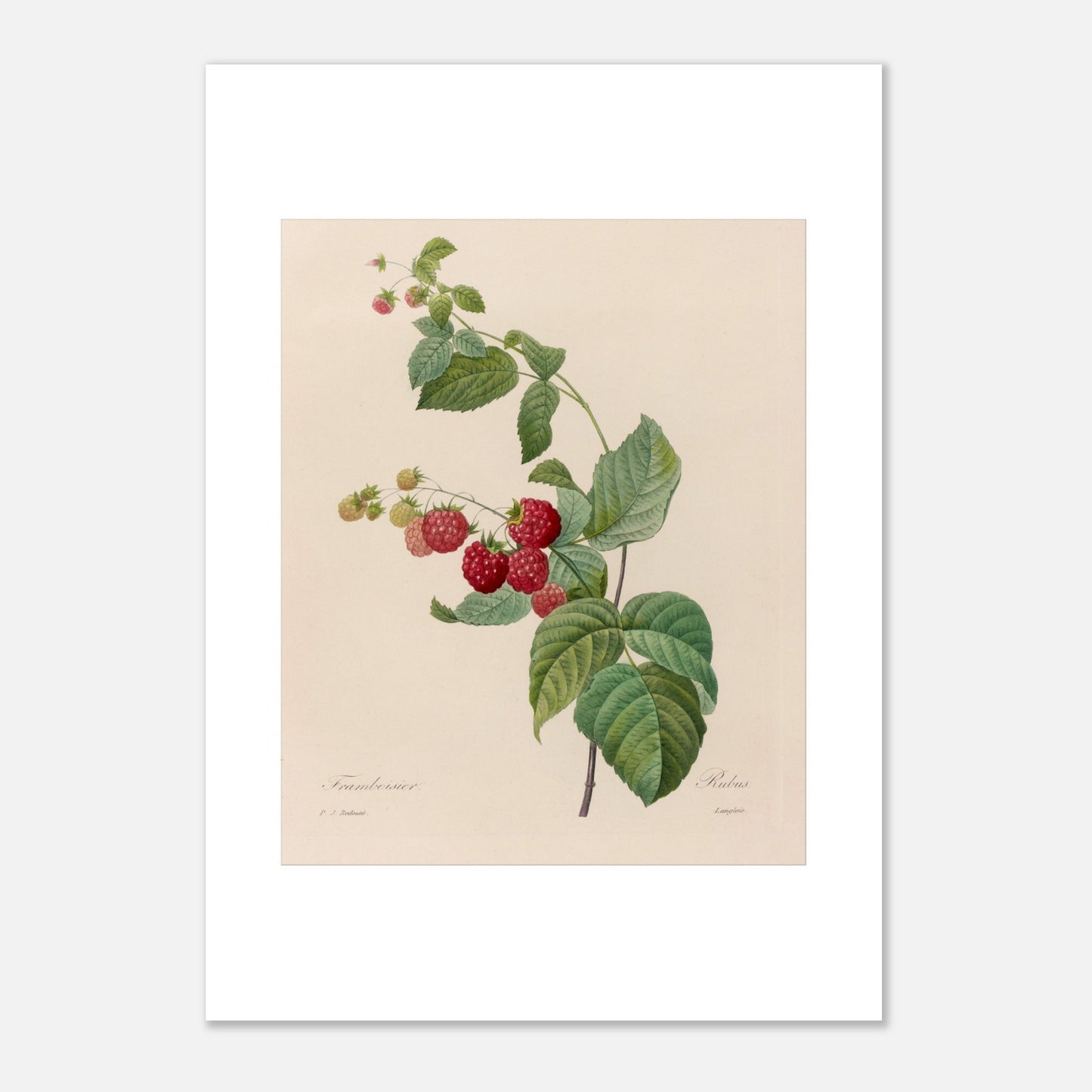 Planche botanique du Framboisier (Rubus idaeus) par Pierre-Joseph Redouté (42x59,4 cm (A2)). Gravure botanique de Pierre-Joseph Redouté montrant un framboisier avec des fruits rouges et des feuilles vertes.