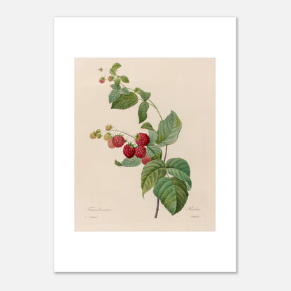 Planche botanique du Framboisier (Rubus idaeus) par Pierre-Joseph Redouté (50x70 cm). Gravure botanique de Pierre-Joseph Redouté montrant un framboisier avec des fruits rouges et des feuilles vertes.
