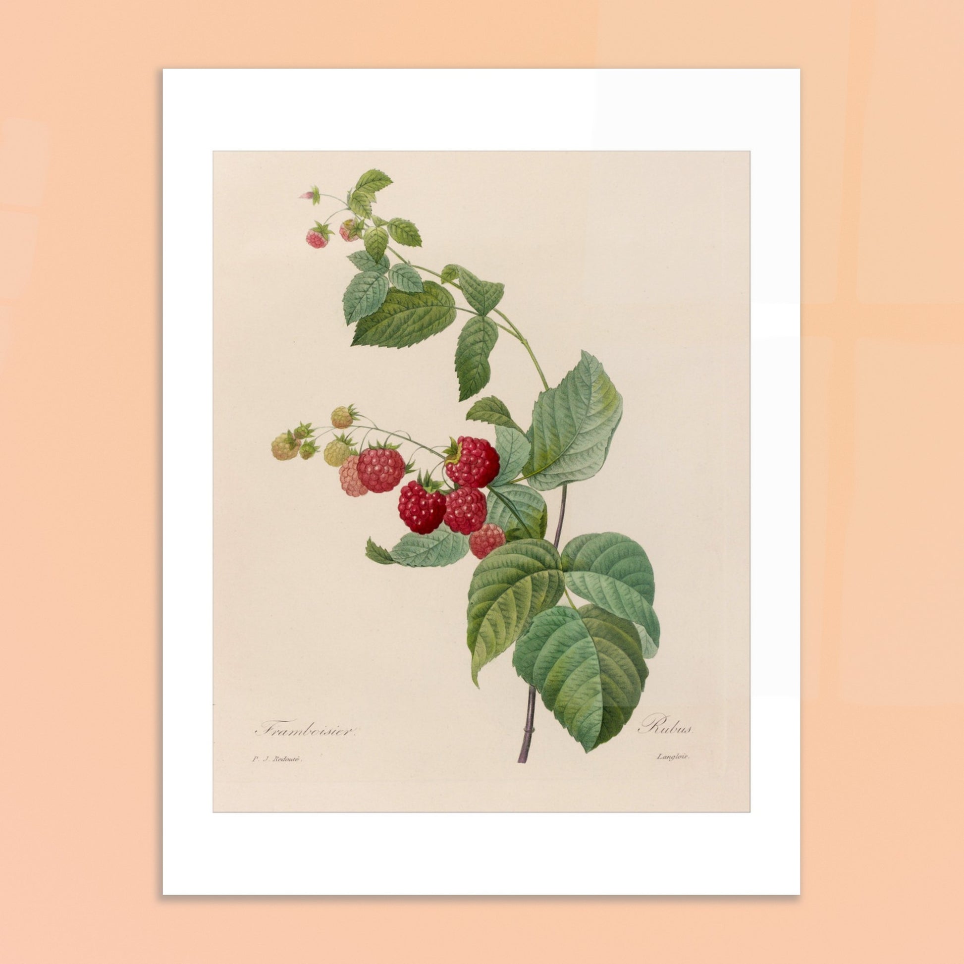 Planche botanique du Framboisier (Rubus idaeus) par Pierre-Joseph Redouté. Gravure botanique de Pierre-Joseph Redouté montrant un framboisier avec des fruits rouges et des feuilles vertes. Image d'illustration 6