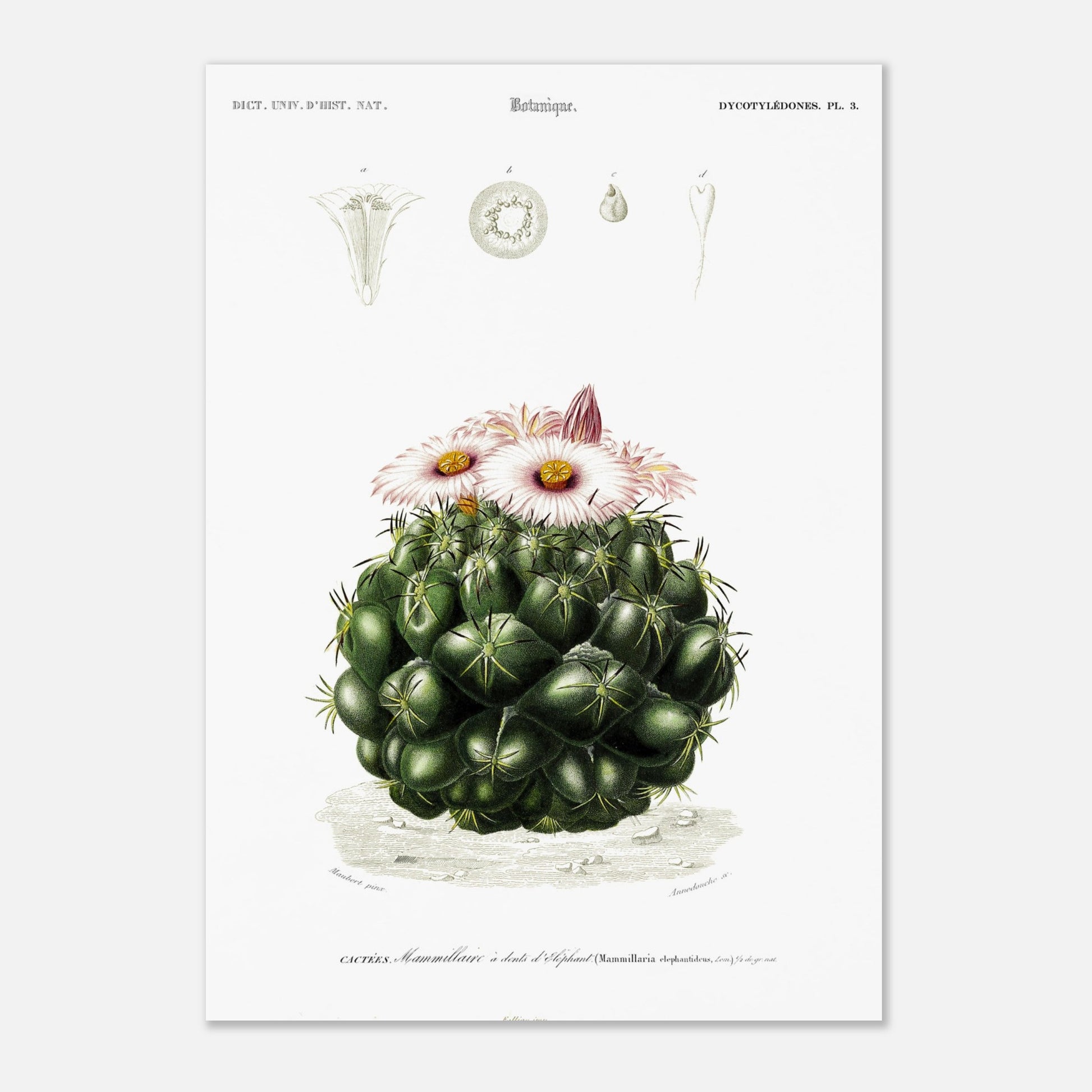 Illustration de cactus Mamillaire à dents d'éléphant - d'Orbigny (29,7x42 cm (A3)). Illustration botanique ancienne représentant un cactus, le mamillaire à dents d'éléphant, avec des détails de la plante et de ses fleurs.