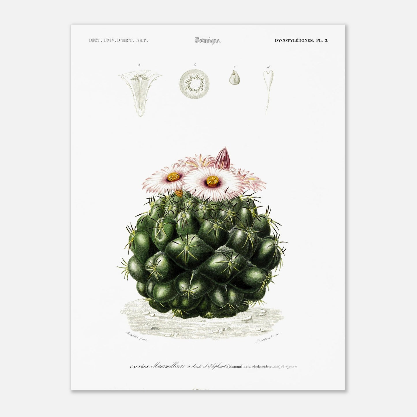Illustration de cactus Mamillaire à dents d'éléphant - d'Orbigny (30x40 cm). Illustration botanique ancienne représentant un cactus, le mamillaire à dents d'éléphant, avec des détails de la plante et de ses fleurs.