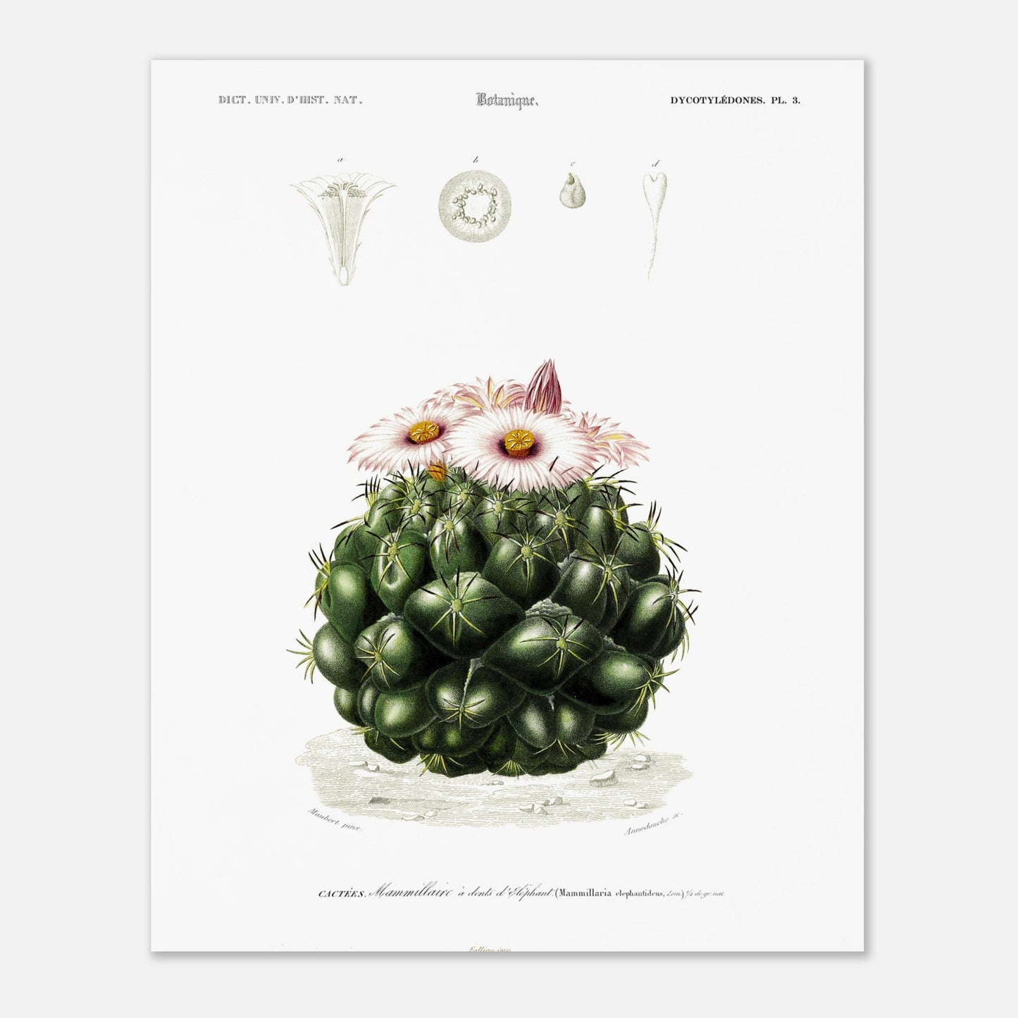 Illustration de cactus Mamillaire à dents d'éléphant - d'Orbigny (40x50 cm). Illustration botanique ancienne représentant un cactus, le mamillaire à dents d'éléphant, avec des détails de la plante et de ses fleurs.