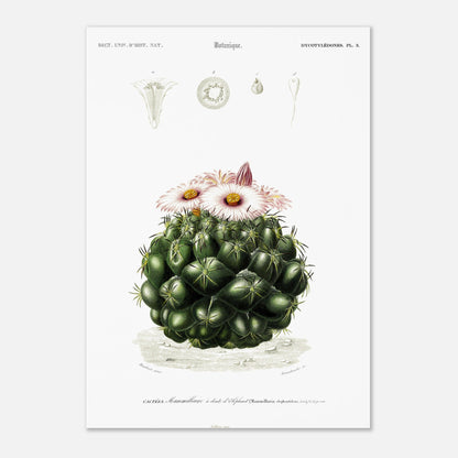 Illustration de cactus Mamillaire à dents d'éléphant - d'Orbigny (42x59,4 cm (A2)). Illustration botanique ancienne représentant un cactus, le mamillaire à dents d'éléphant, avec des détails de la plante et de ses fleurs.