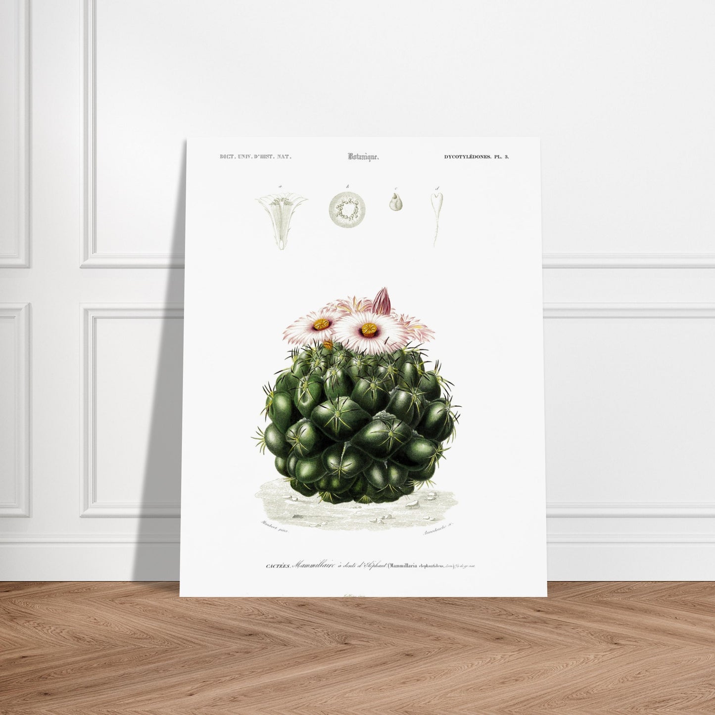 Illustration de cactus Mamillaire à dents d'éléphant - d'Orbigny. Illustration botanique ancienne représentant un cactus, le mamillaire à dents d'éléphant, avec des détails de la plante et de ses fleurs. Image d'illustration 5