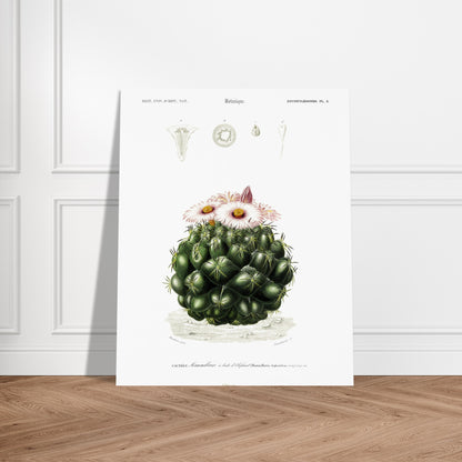 Illustration de cactus Mamillaire à dents d'éléphant - d'Orbigny. Illustration botanique ancienne représentant un cactus, le mamillaire à dents d'éléphant, avec des détails de la plante et de ses fleurs. Image d'illustration 5