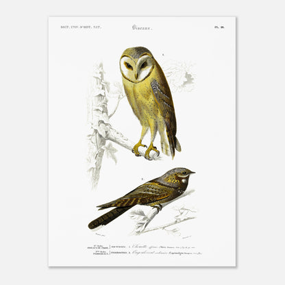 Planche ornithologique : Chouette Effraie et Engoulevent ordinaire (30x40 cm). Planche ornithologique du Dictionnaire Universel d'Histoire Naturelle de Charles d'Orbigny représentant une chouette effraie et un engoulevent ordinaire, avec des inscriptions scientifiques.