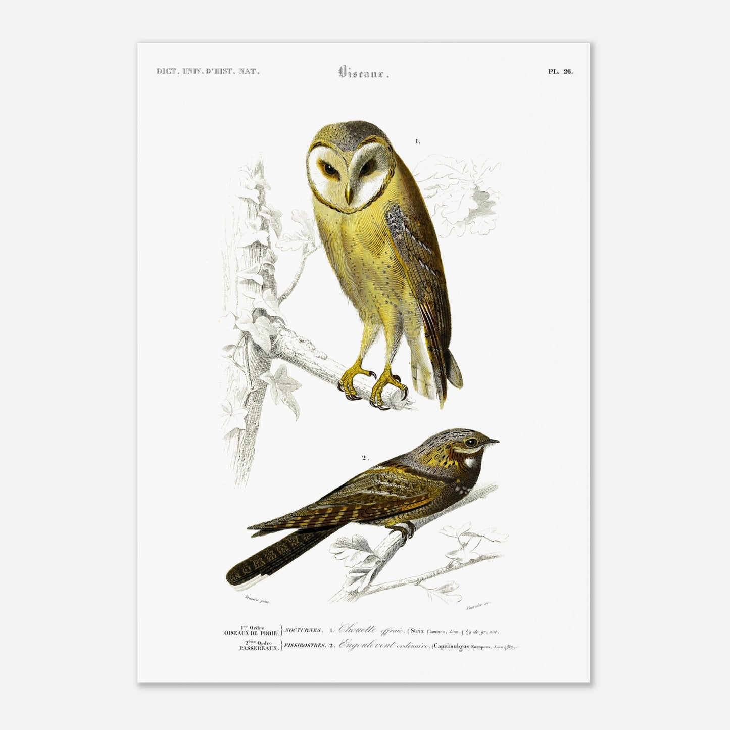 Planche ornithologique : Chouette Effraie et Engoulevent ordinaire (42x59,4 cm (A2)). Planche ornithologique du Dictionnaire Universel d'Histoire Naturelle de Charles d'Orbigny représentant une chouette effraie et un engoulevent ordinaire, avec des inscriptions scientifiques.