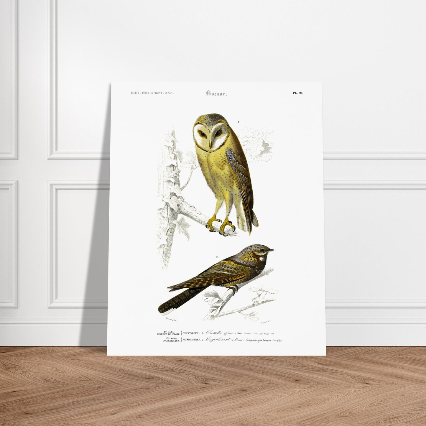 Planche ornithologique : Chouette Effraie et Engoulevent ordinaire. Planche ornithologique du Dictionnaire Universel d'Histoire Naturelle de Charles d'Orbigny représentant une chouette effraie et un engoulevent ordinaire, avec des inscriptions scientifiques. Image d'illustration 5