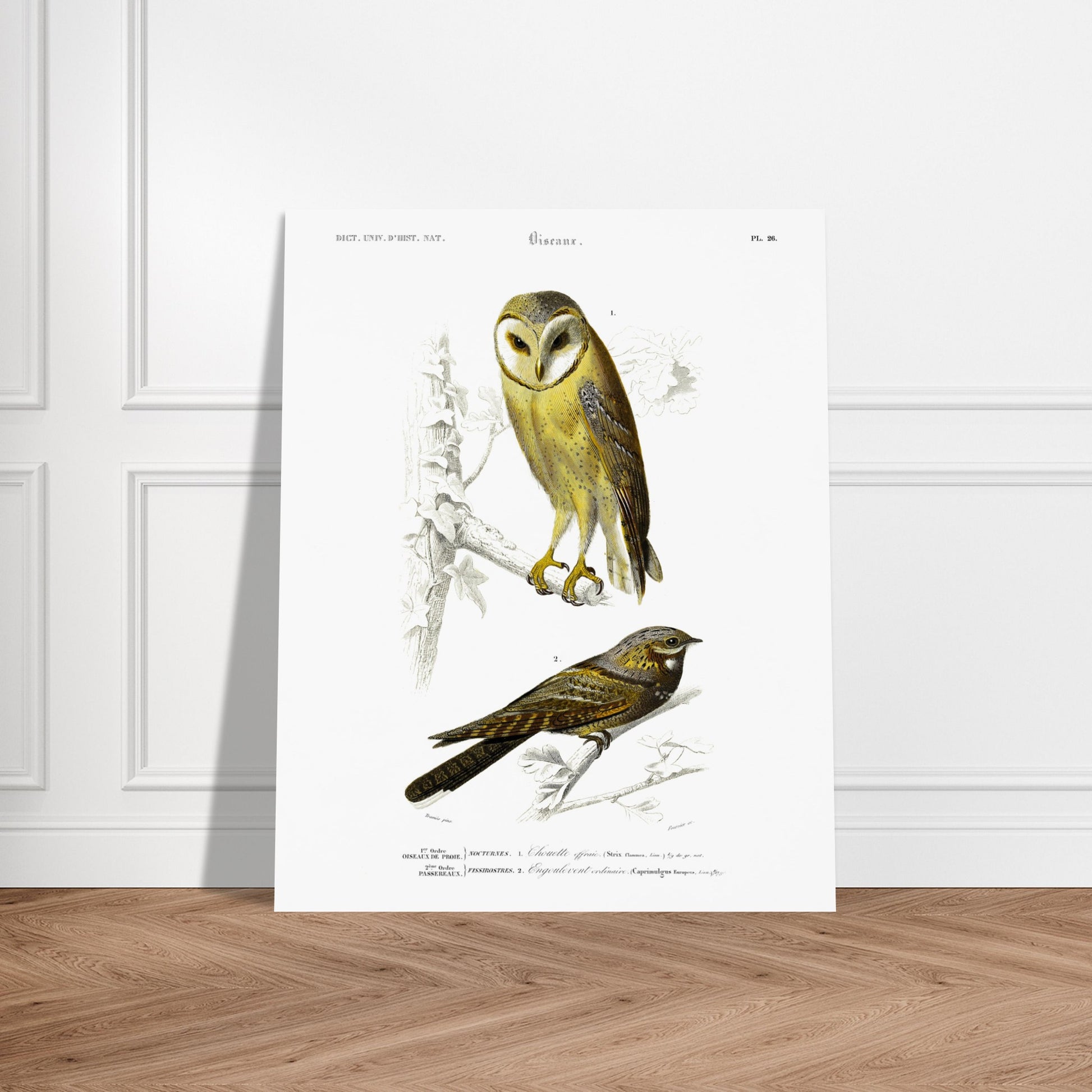 Planche ornithologique : Chouette Effraie et Engoulevent ordinaire. Planche ornithologique du Dictionnaire Universel d'Histoire Naturelle de Charles d'Orbigny représentant une chouette effraie et un engoulevent ordinaire, avec des inscriptions scientifiques. Image d'illustration 5