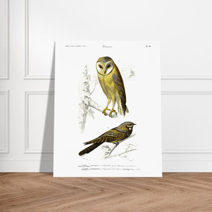 Planche ornithologique : Chouette Effraie et Engoulevent ordinaire. Planche ornithologique du Dictionnaire Universel d'Histoire Naturelle de Charles d'Orbigny représentant une chouette effraie et un engoulevent ordinaire, avec des inscriptions scientifiques. Image d'illustration 5