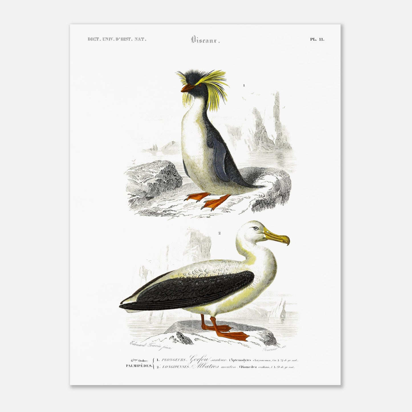 Planche naturaliste d'oiseaux marins : Gorfou sauteur et Albatros (30x40 cm). Illustration d'un gorfou sauteur avec sa crête jaune caractéristique, et d'un albatros à nez noir, le tout sur fond rocheux et marin.