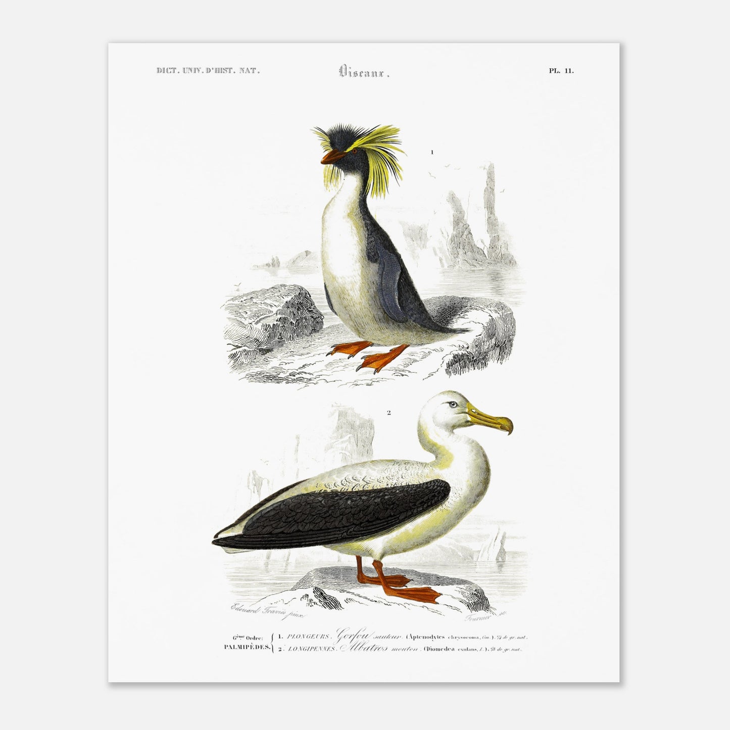Planche naturaliste d'oiseaux marins : Gorfou sauteur et Albatros (40x50 cm). Illustration d'un gorfou sauteur avec sa crête jaune caractéristique, et d'un albatros à nez noir, le tout sur fond rocheux et marin.