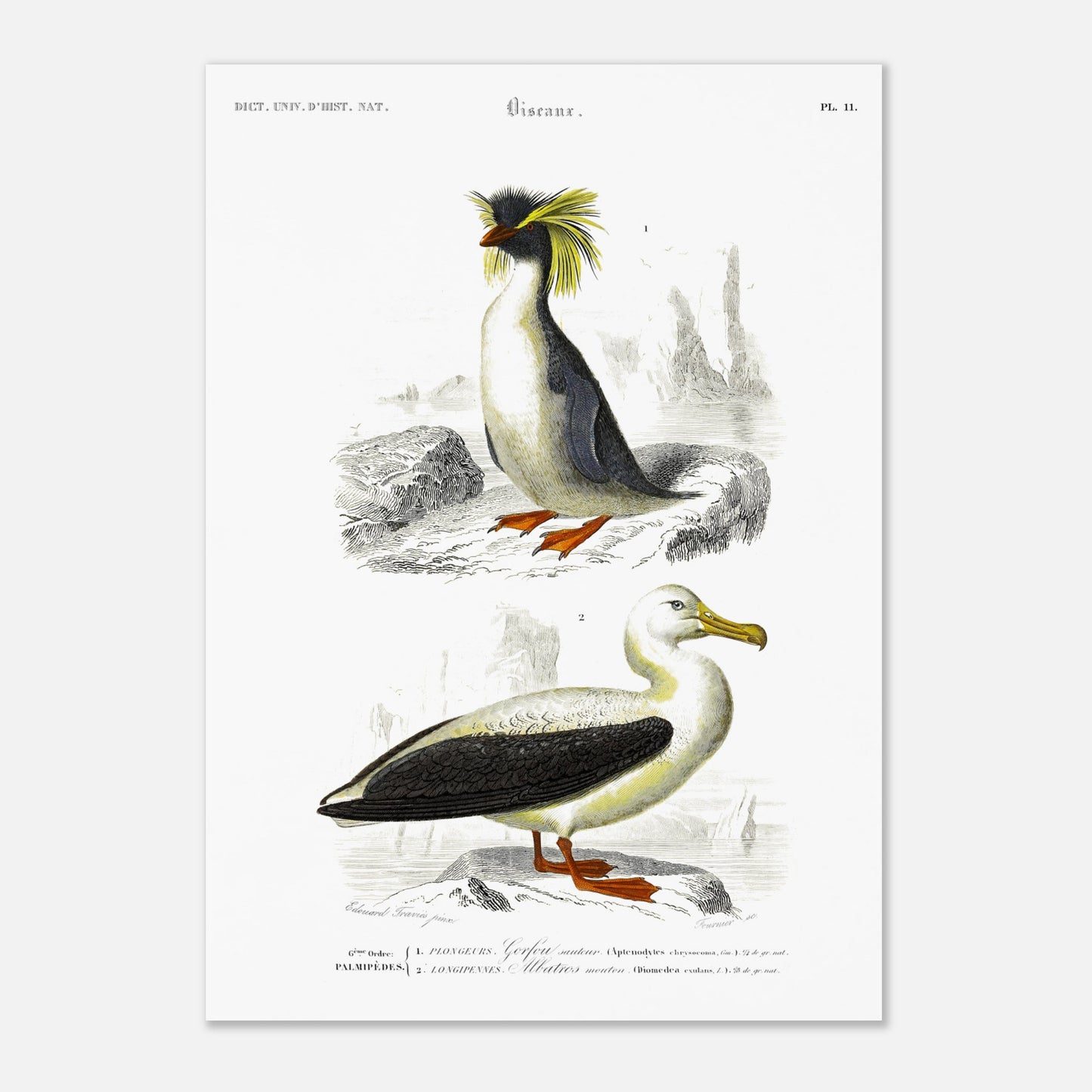 Planche naturaliste d'oiseaux marins : Gorfou sauteur et Albatros (42x59,4 cm (A2)). Illustration d'un gorfou sauteur avec sa crête jaune caractéristique, et d'un albatros à nez noir, le tout sur fond rocheux et marin.