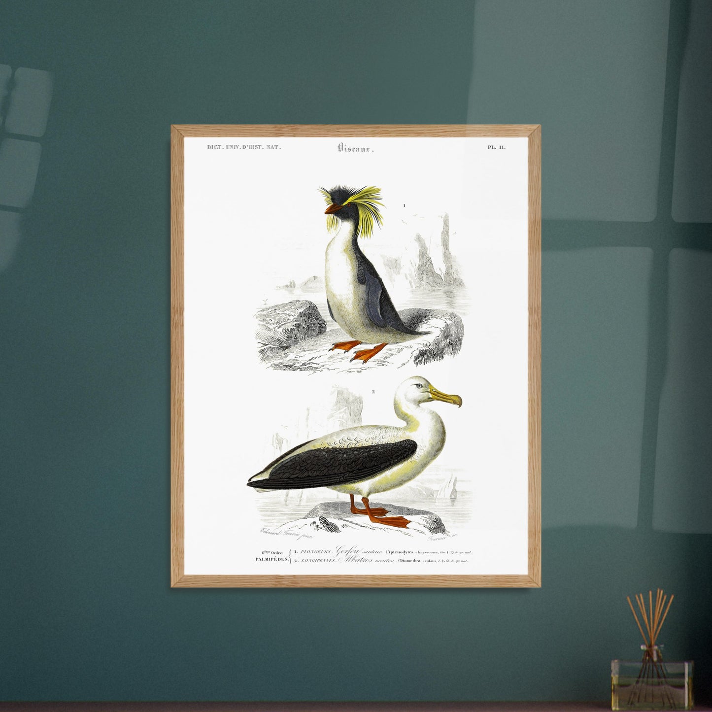 Planche naturaliste d'oiseaux marins : Gorfou sauteur et Albatros. Illustration d'un gorfou sauteur avec sa crête jaune caractéristique, et d'un albatros à nez noir, le tout sur fond rocheux et marin. Image d'illustration 5