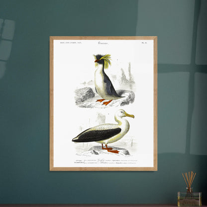 Planche naturaliste d'oiseaux marins : Gorfou sauteur et Albatros. Illustration d'un gorfou sauteur avec sa crête jaune caractéristique, et d'un albatros à nez noir, le tout sur fond rocheux et marin. Image d'illustration 5
