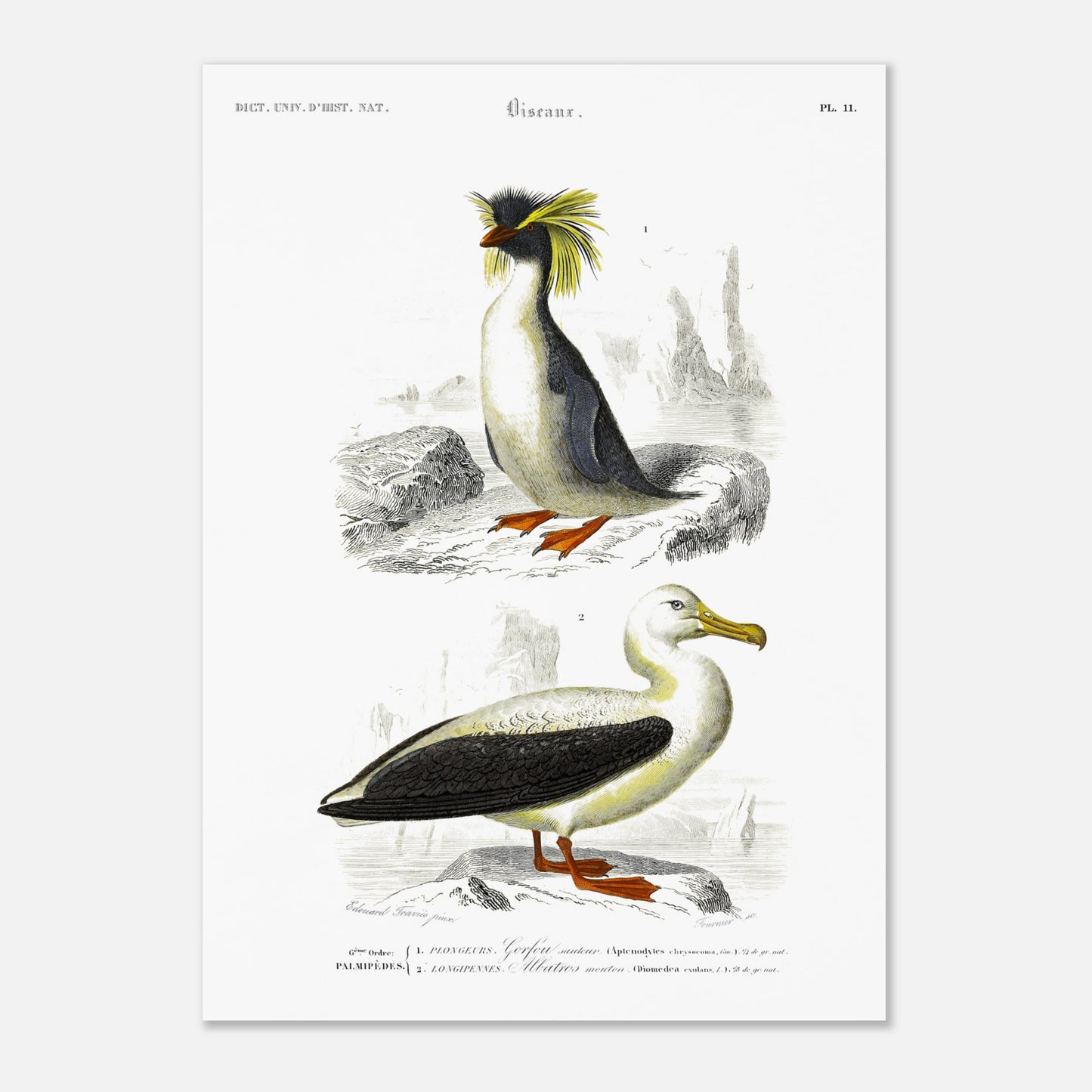 Planche naturaliste d'oiseaux marins : Gorfou sauteur et Albatros (50x70 cm). Illustration d'un gorfou sauteur avec sa crête jaune caractéristique, et d'un albatros à nez noir, le tout sur fond rocheux et marin.