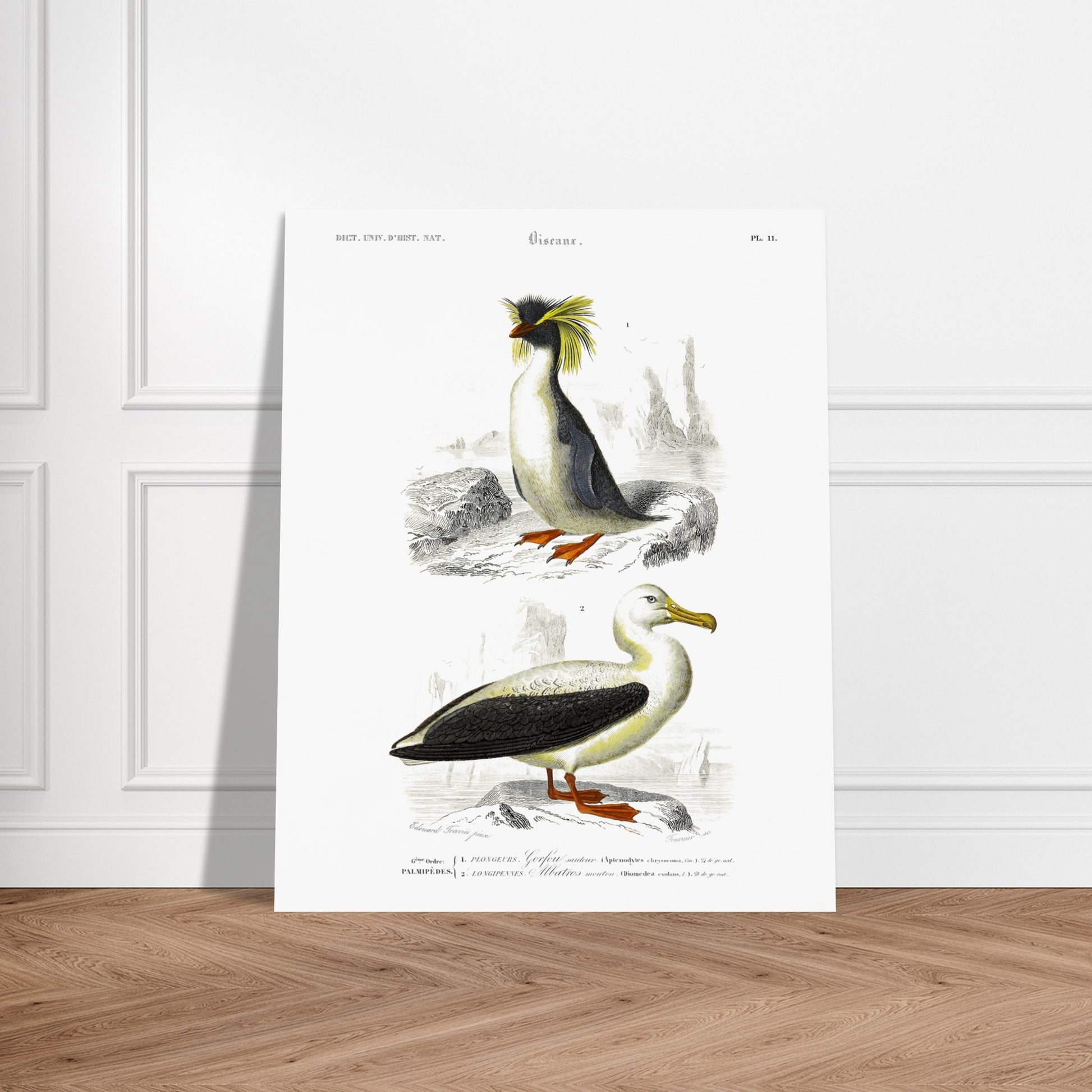 Planche naturaliste d'oiseaux marins : Gorfou sauteur et Albatros. Illustration d'un gorfou sauteur avec sa crête jaune caractéristique, et d'un albatros à nez noir, le tout sur fond rocheux et marin. Image d'illustration 6