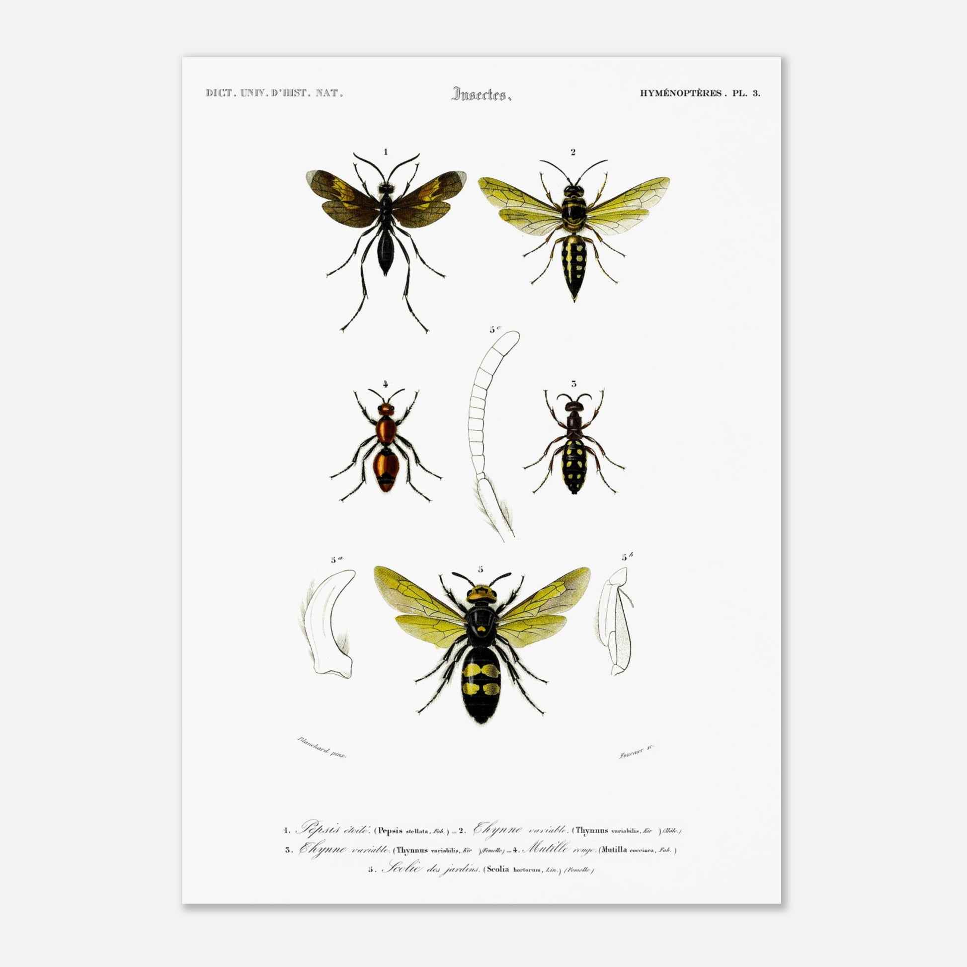 Gravure d'hyménoptères : Pepsis étoilé par Charles d'Orbigny (29,7x42 cm (A3)). Gravure d'insectes, montrant plusieurs hyménoptères dont des guêpes et des fourmis, avec des détails anatomiques.