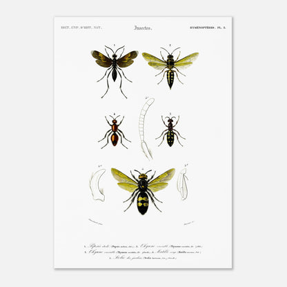 Gravure d'hyménoptères : Pepsis étoilé par Charles d'Orbigny (29,7x42 cm (A3)). Gravure d'insectes, montrant plusieurs hyménoptères dont des guêpes et des fourmis, avec des détails anatomiques.
