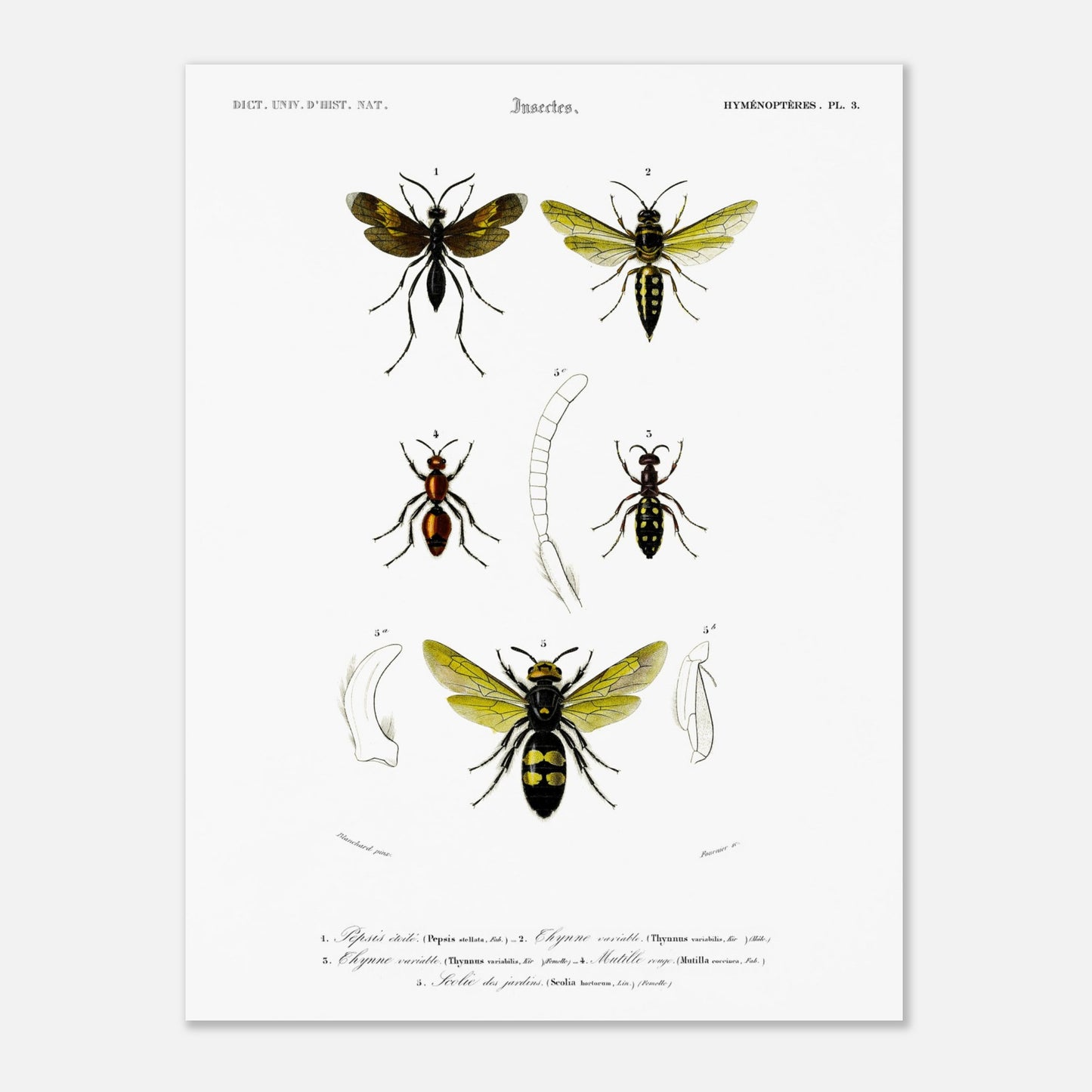 Gravure d'hyménoptères : Pepsis étoilé par Charles d'Orbigny (30x40 cm). Gravure d'insectes, montrant plusieurs hyménoptères dont des guêpes et des fourmis, avec des détails anatomiques.