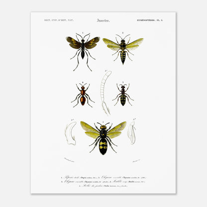 Gravure d'hyménoptères : Pepsis étoilé par Charles d'Orbigny (40x50 cm). Gravure d'insectes, montrant plusieurs hyménoptères dont des guêpes et des fourmis, avec des détails anatomiques.