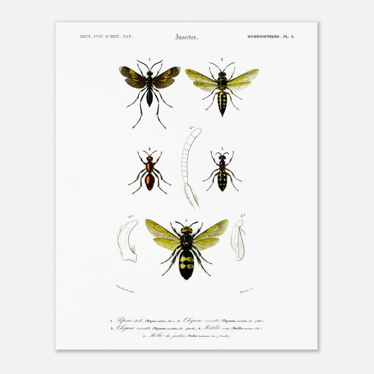 Gravure d'hyménoptères : Pepsis étoilé par Charles d'Orbigny (40x50 cm). Gravure d'insectes, montrant plusieurs hyménoptères dont des guêpes et des fourmis, avec des détails anatomiques.